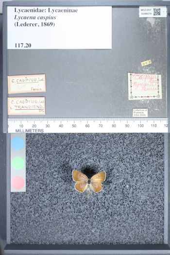 Media type: image;   Entomology 66319